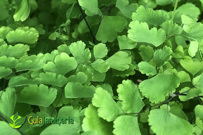 Adiantum