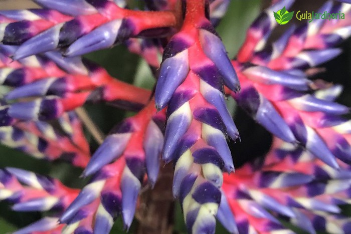 Aechmea Blue Rain