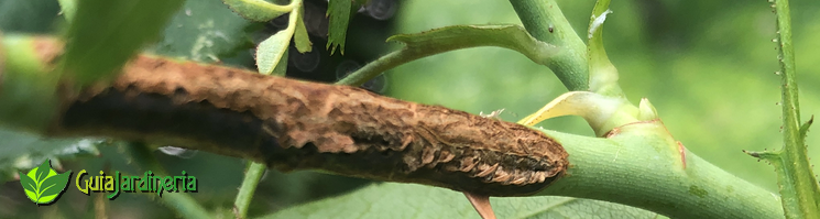 Daños en tallo de rosal Arge rosae - Falsa oruga del rosal