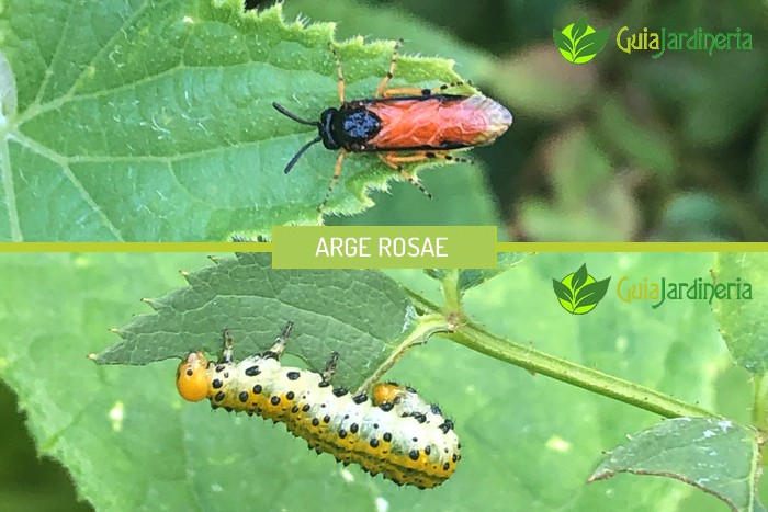 Vallas metálicas para casas y Comunidades