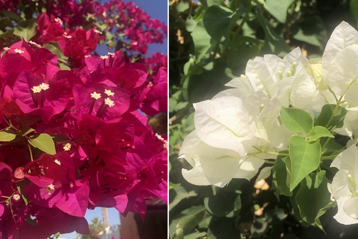 La buganvilla es una planta muy popular en todo el mundo