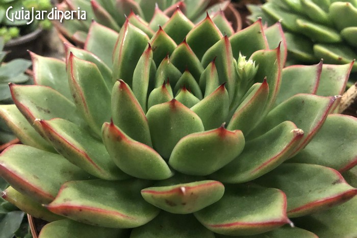 Echeveria agavoides