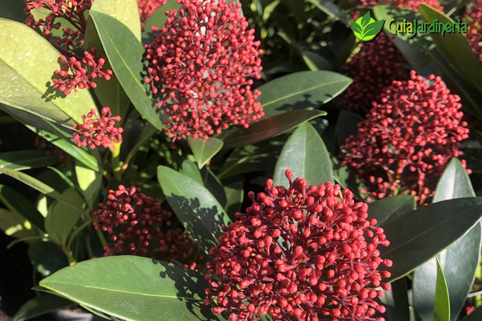 Skimmia japonica rubella